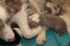 honey7daysold_small.jpg