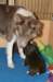 honey85monthsjumpbright22daysold_small.jpg