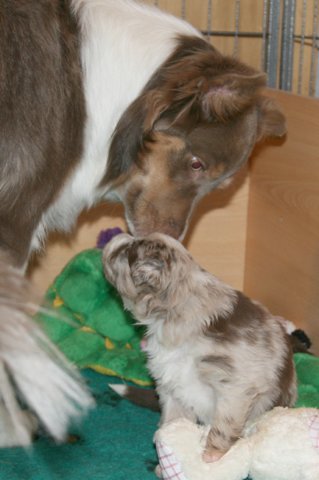 honey85monthsjumpspot21daysold.jpg