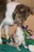 honey85monthsjumpspot21daysold2_small.jpg