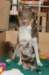honey85monthsjumpspot21daysold3_small.jpg