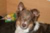 honey85monthsold2_small.jpg