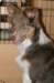 honey85monthsold_small.jpg