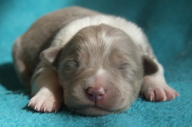 honey8daysold2.jpg