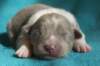 honey8daysold2_small.jpg