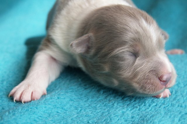 honey8daysold3.jpg