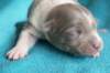 honey8daysold3_small.jpg
