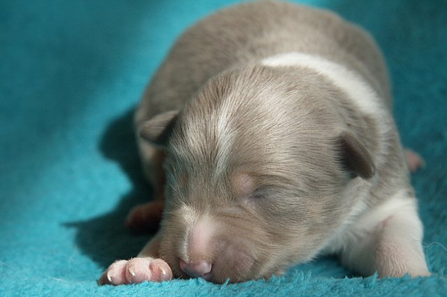 honey8daysold4.jpg