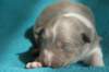 honey8daysold4_small.jpg