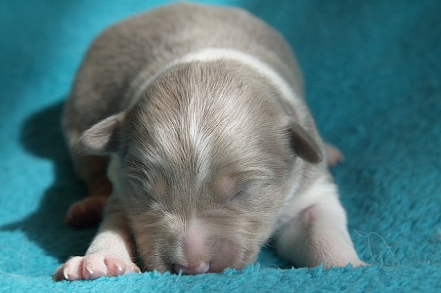 honey8daysold5.jpg