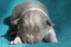 honey8daysold5_small.jpg