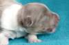 honey8daysold6_small.jpg