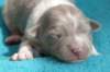 honey8daysold_small.jpg