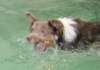 honey8monthsoldat1stsessionatwestpool10_small.jpg