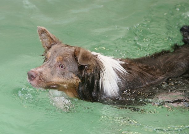 honey8monthsoldat1stsessionatwestpool11.jpg