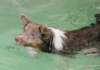 honey8monthsoldat1stsessionatwestpool11_small.jpg