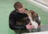 honey8monthsoldat1stsessionatwestpool2_small.jpg