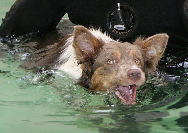 honey8monthsoldat1stsessionatwestpool4.jpg