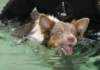 honey8monthsoldat1stsessionatwestpool4_small.jpg