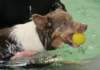 honey8monthsoldat1stsessionatwestpool7_small.jpg