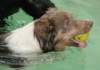 honey8monthsoldat1stsessionatwestpool9_small.jpg