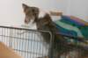 honey8monthsoldcheckingoutcrazyspups_small.jpg