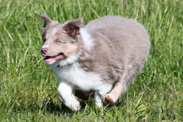 honey8weeksold.jpg