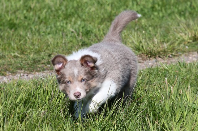 honey8weeksold11.jpg