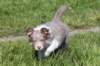 honey8weeksold11_small.jpg