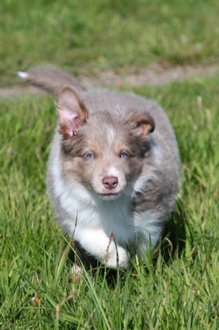 honey8weeksold13.jpg