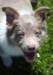 honey8weeksold14_small.jpg