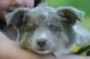 honey8weeksold15_small.jpg