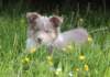 honey8weeksold16_small.jpg
