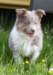honey8weeksold17_small.jpg