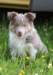 honey8weeksold18_small.jpg
