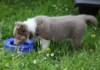 honey8weeksold19_small.jpg