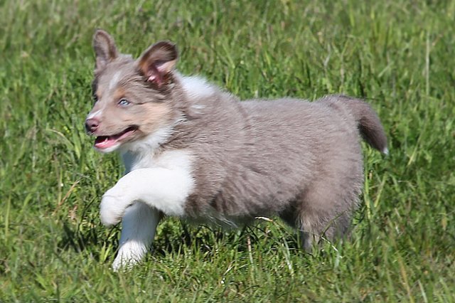 honey8weeksold2.jpg