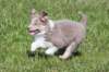 honey8weeksold3_small.jpg