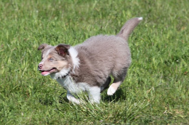 honey8weeksold4.jpg