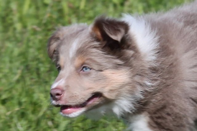 honey8weeksold6.jpg