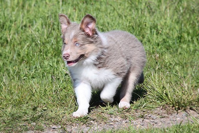 honey8weeksold8.jpg