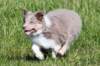 honey8weeksold_small.jpg