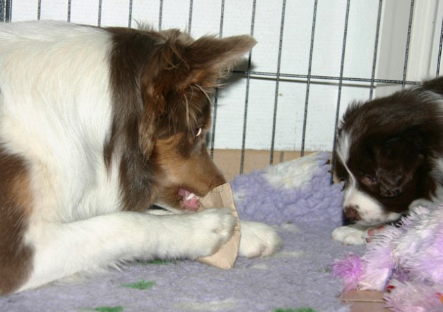 honey9monthsjumpup38daysold.jpg