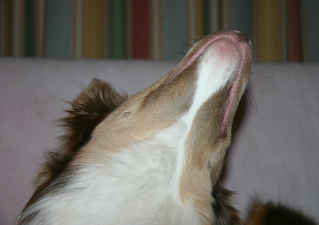 honey9monthsold.jpg
