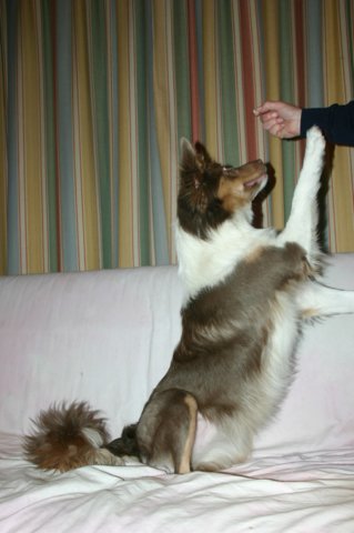 honey9monthsold10.jpg