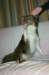 honey9monthsold11_small.jpg