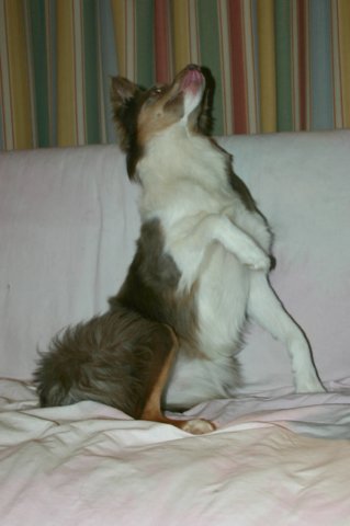 honey9monthsold12.jpg
