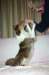 honey9monthsold13_small.jpg