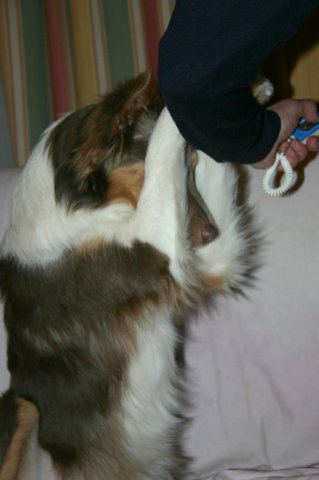 honey9monthsold15.jpg