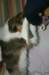 honey9monthsold15_small.jpg